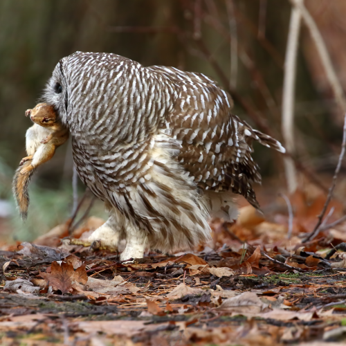 Barred Owl - Predator and Prey