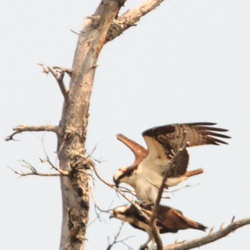 Mating