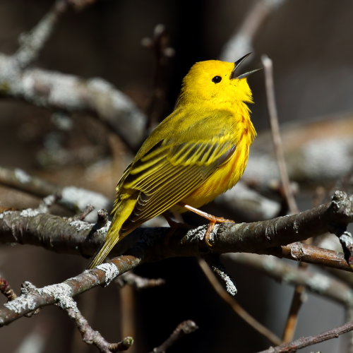 Yellow Warblers