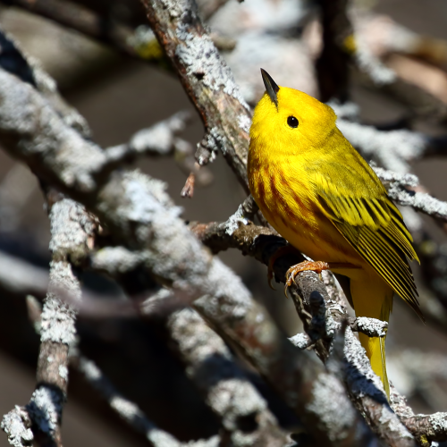 Yellow Warblers