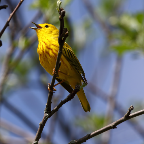 Yellow Warblers