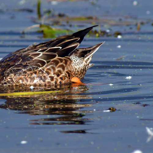 Northern Shoveller