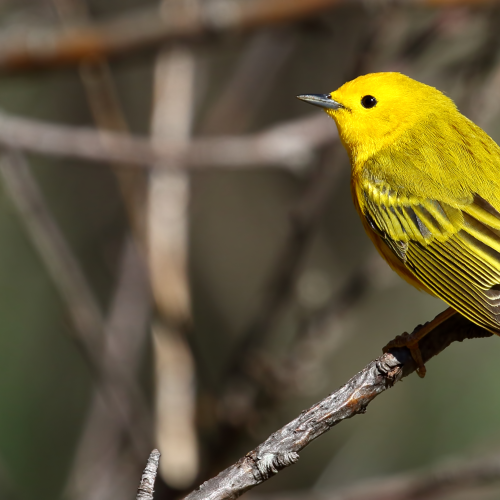 Yellow Warblers