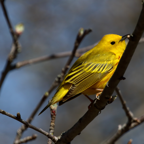 Yellow Warblers