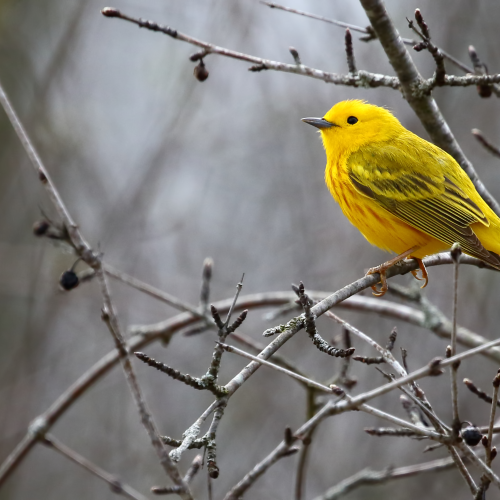 Yellow Warblers