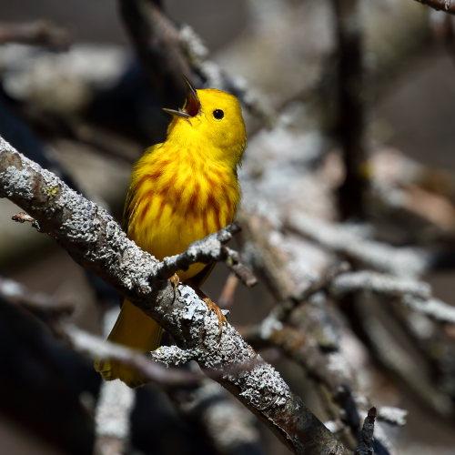Yellow Warblers