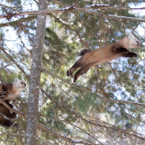 Pine Marten