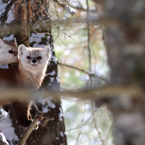 Pine Marten