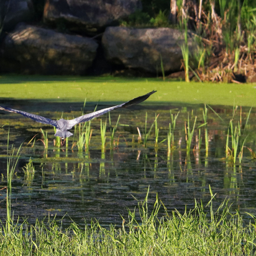 Great blue heron in flight at the marsh