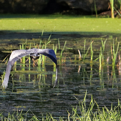 Great blue heron taking flight at a local marsh