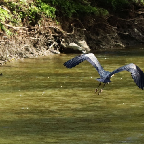 Great blue heron in flight