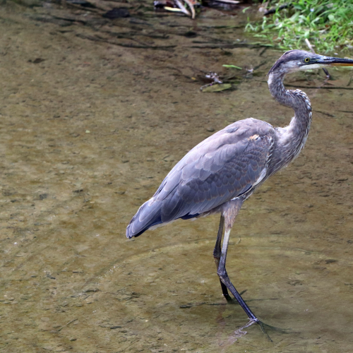 Great blue heron fishing on the Humber River, down town Bolton