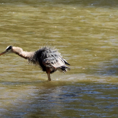 Great Blue Heron having a bath