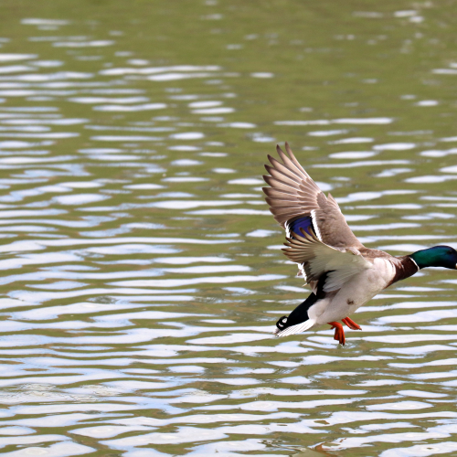 Mallard duck