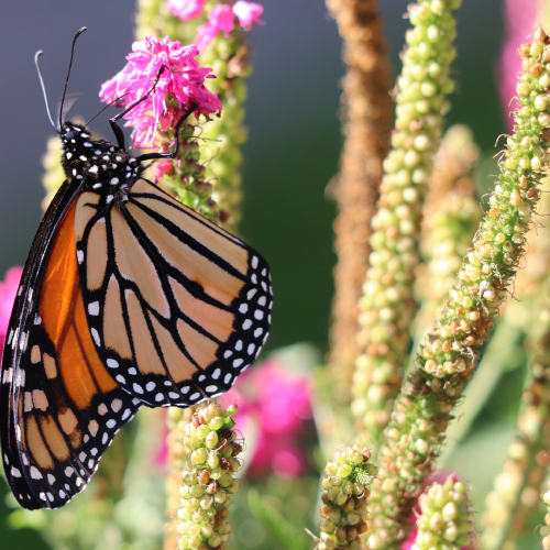 Monarch butterfly