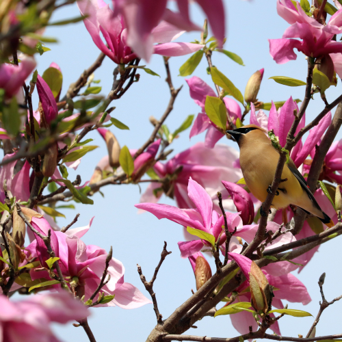 Cedar waxwing on our neighbour's magnolia tree in spring.