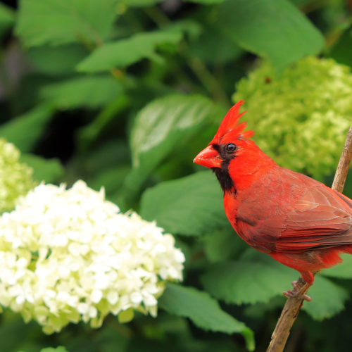 Cardinal visiting