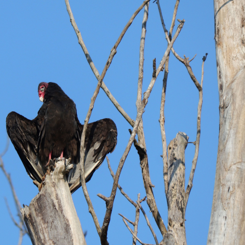 Turkey vulture at rest