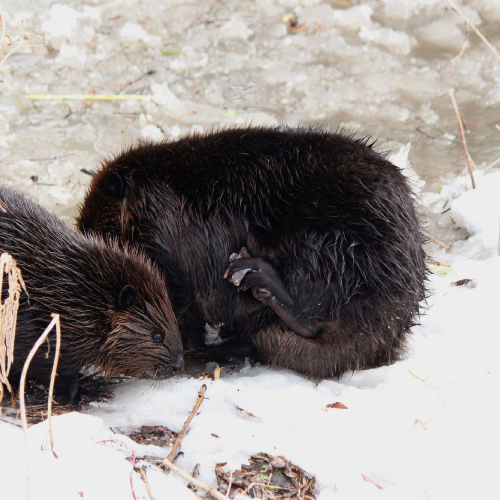 Spring beavers on the Humber River