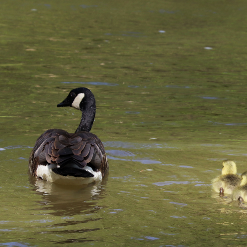 Momma goose and her 4 goslings on the Humber River