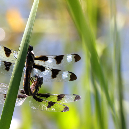Dragonflies on a reed at a local marsh
