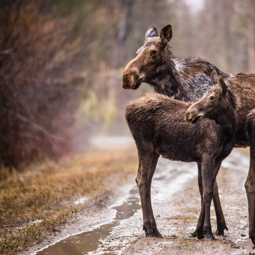 Moose Family Trio
