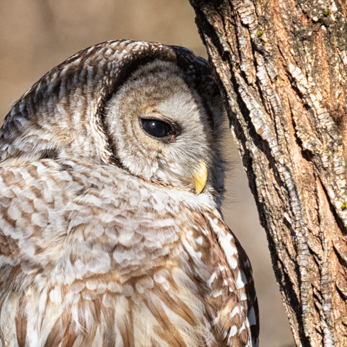 Barred Owl (Nap Time)