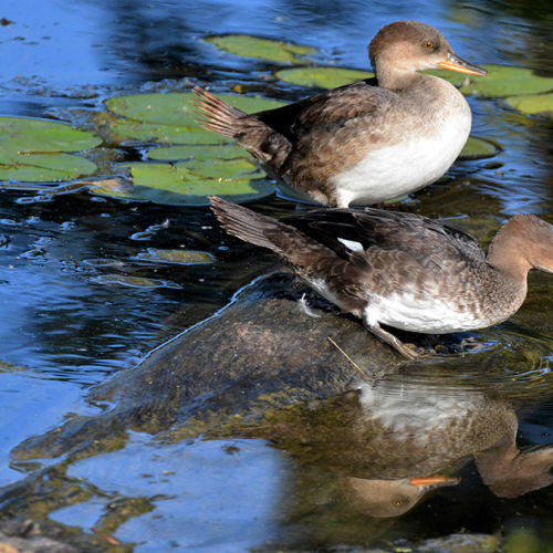 Merganser Moment