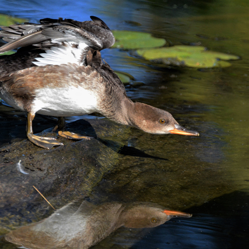 Merganser   RUFFLED FEATHERS