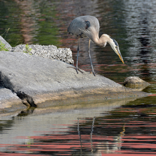 STOIC MANNEQUIN     Great Blue Heron