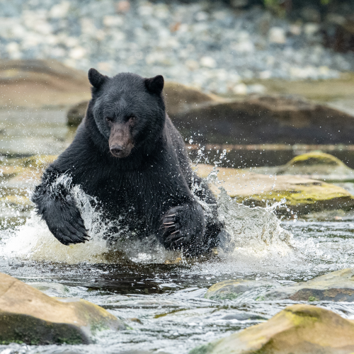 Fishing Bear 
