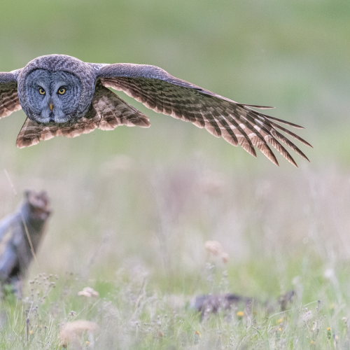 Incoming 