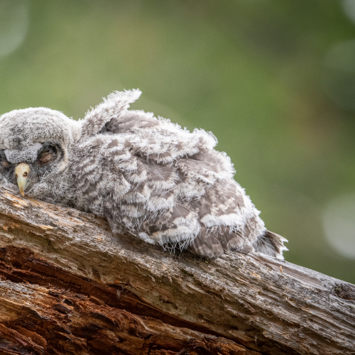 Sleepy time 