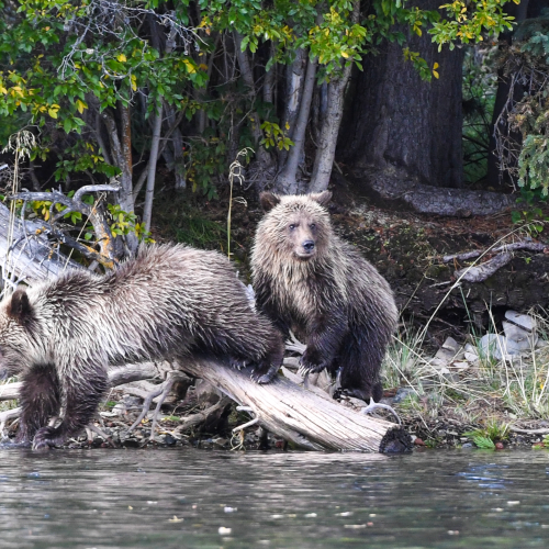 Jumping The Log