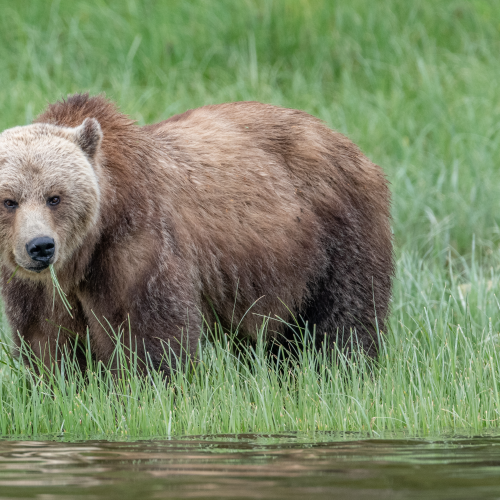 Grizzly bear 