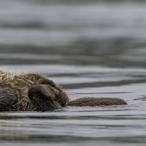 Sea otter pup 