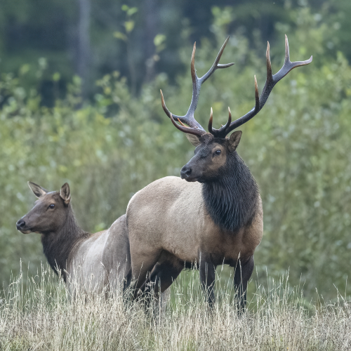 Elk Couple 