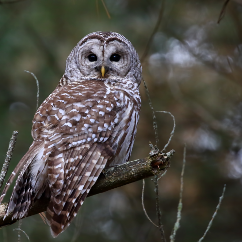 Barred Beauty