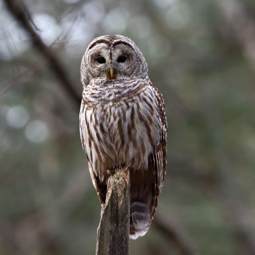 Barred Beauty