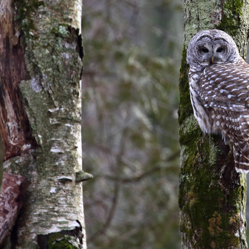 Barred Beauty