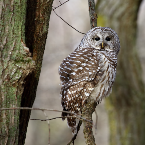 Barred Beauty
