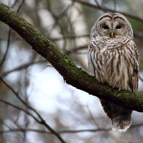 Barred Beauty