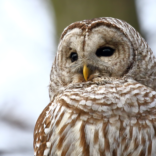 Barred Beauty