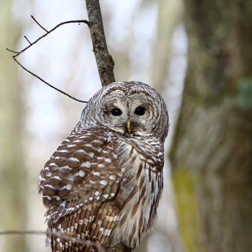 Barred Beauty