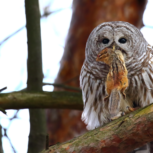 Owls and chipmunks!
