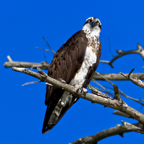 ODEN the Osprey