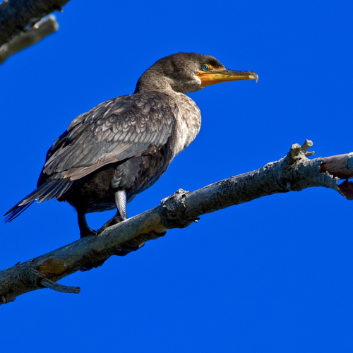 Cormorant