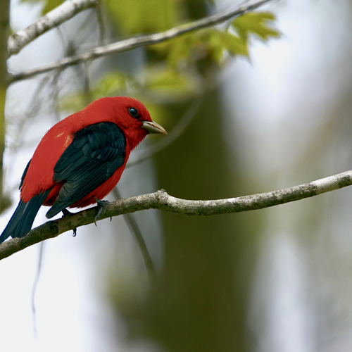 Scarlet Tanager