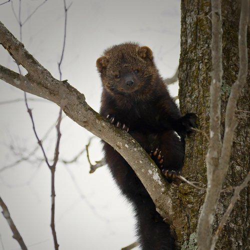 THE AGILE LITTLE CLIMBER 