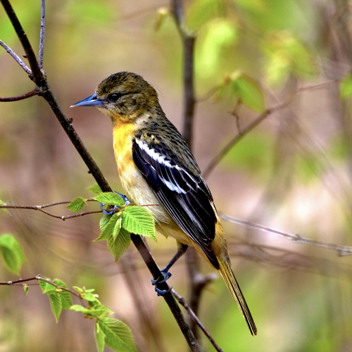 Female Oriole